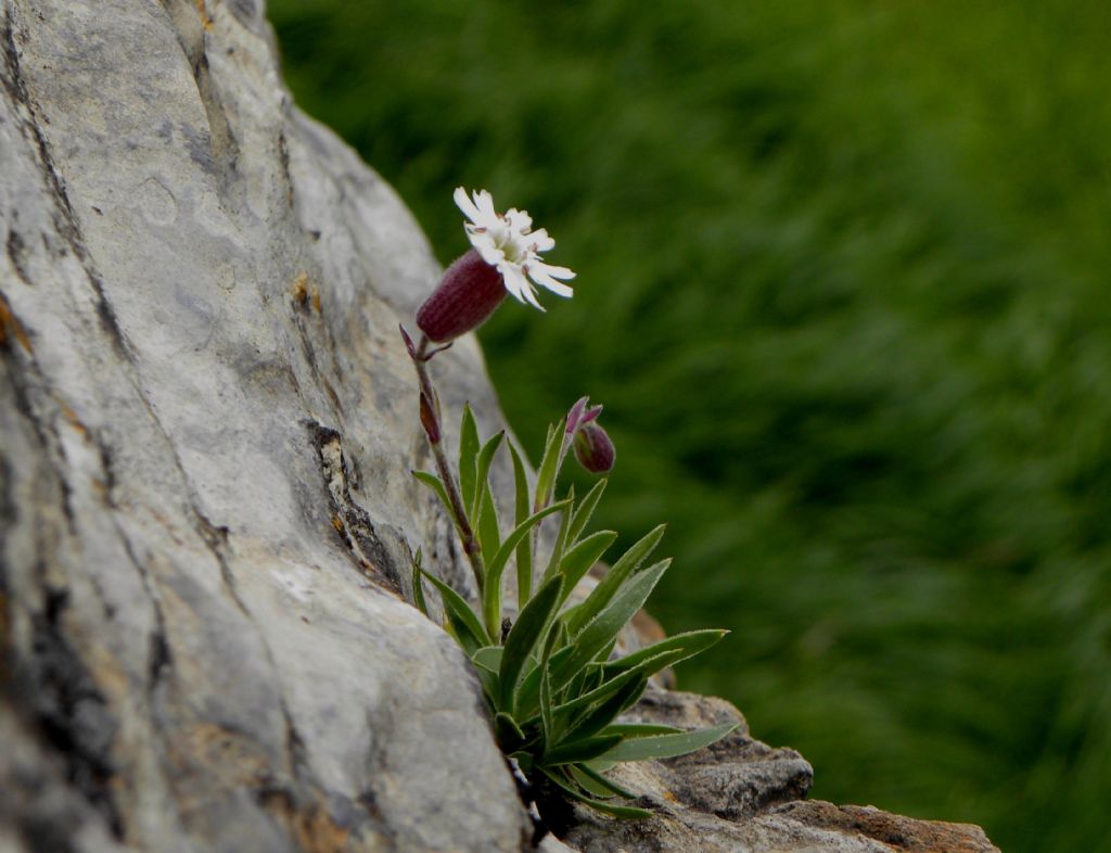 Silene lanuginosa / Silene lanuginosa